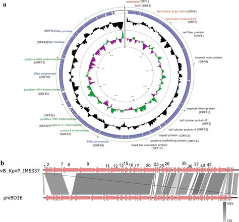 A Genomic Map Of Phage Vbkpnpime337 With Structural And Functional