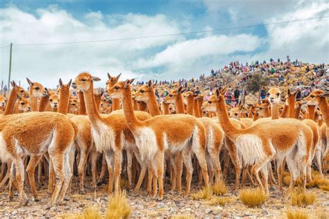 Excurs O De Nazca Reserva Nacional Pampa Galeras B Rbara Dachille