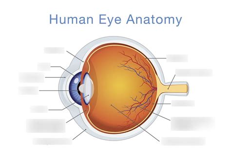 The Eye Diagram Quizlet