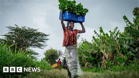 Kenya Election 2022 Charts That Explain The Nation BBC News