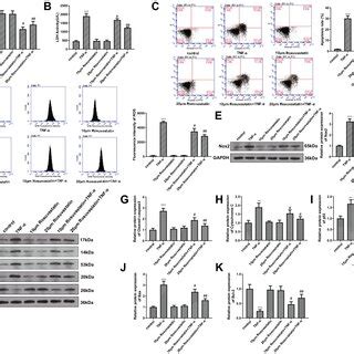 Rosuvastatin alleviates TNF α induced cardiomyocyte apoptosis via