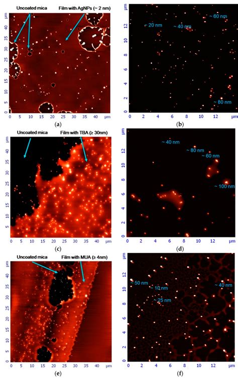 Atomic Force Microscopy Afm Images Of Newly Synthesized Agnps A