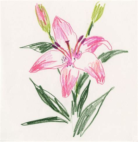 Pin By Lexus Wells On Drawing Inspiration In 2024 Flower Drawing Oil