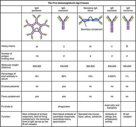 Classes/Types of Antibody | Medical laboratory science, Medical student ...