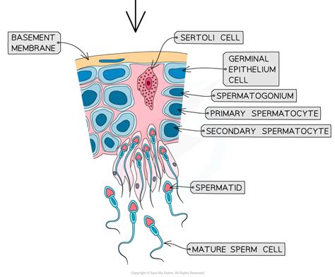 Oogenesis And Spermatogenesis Dp Ib Biology Hl Revision Notes 2016