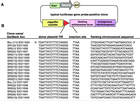 Molecular Analysis Of Schistosome GDNA Sequences Flanking PiggyBac