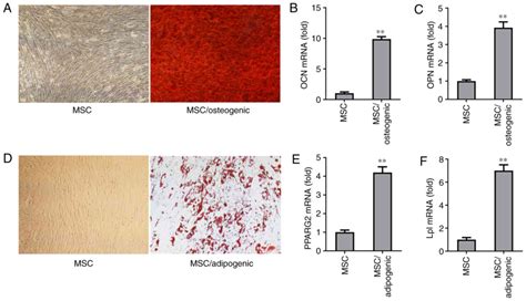 Osteogenic Marker