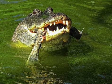 Alligator with a Fish Photograph by Suzanne Torres - Pixels