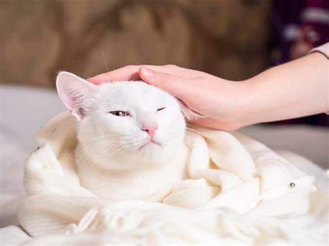 Premium Photo A Hand Strokes A Beautiful White Cat The Concept Of