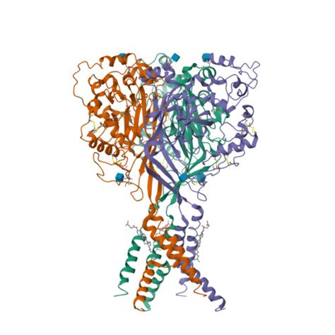 RCSB PDB 7CFS Cryo EM Strucutre Of Human Acid Sensing Ion Channel 1a