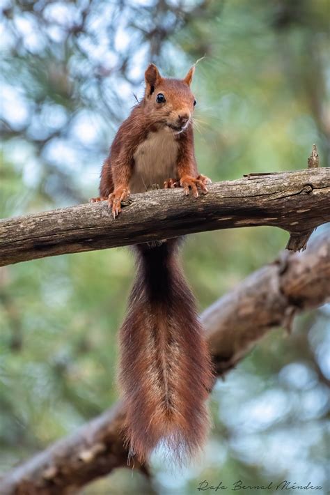 Ardilla Roja Ardilla Roja Sciurus Vulgaris Castilla La M Rafa