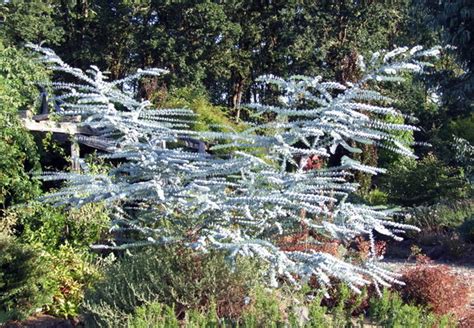 Baby Blue Eucalyptus Tree Herb 20 Seeds - Hirt's Gardens