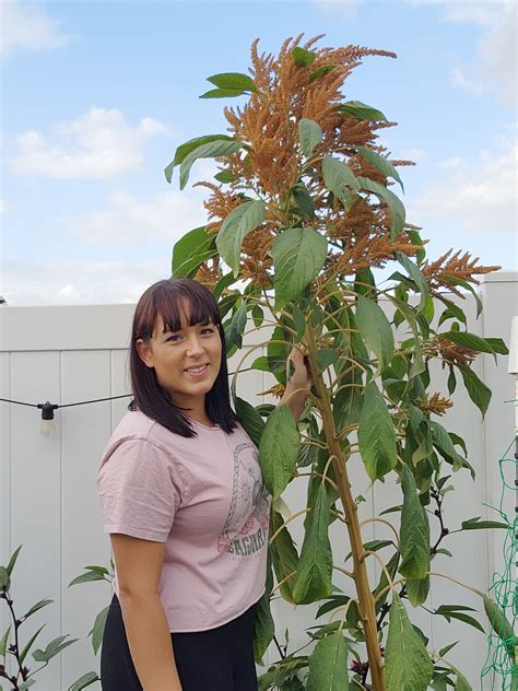 Copperhead Giant Amaranth Seeds Jerras Garden
