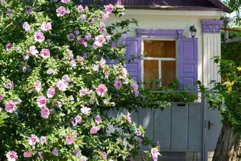 Rose Of Sharon How To Grow And Care With Success