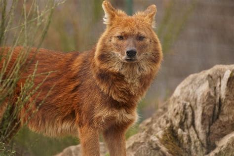 Dhôle De Chine Cuon Alpinus Lepturus Chinese Dhole Kiang Flickr