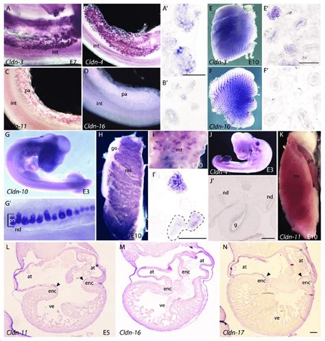 Claudin Mrna Expression Patterns In Organs Derived From The Endoderm