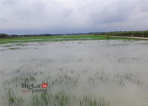 Banjir Di Demak Rendam 1 000 Hektare Lahan Pertanian