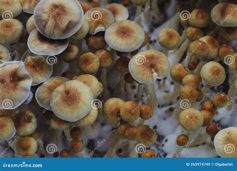 Microgrowing Of Psilocybe Cubensis Mushrooms Mycelium Of Psilocybin