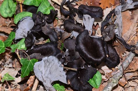 Le Ricette Con Funghi Tortelloni Alle Trombette Da Morto Blog A M