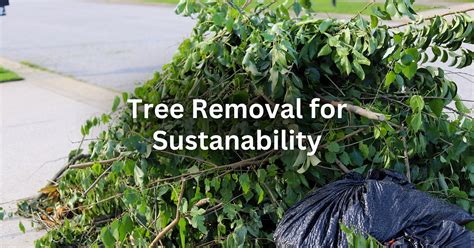 Removing Trees Tips And News Elite Tree Services