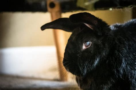 Appropriate Use of Antibiotics in Rabbits - Rabbit.org