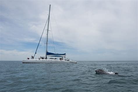 Setubal Tr Ia Sado Estuary Dolphin Watching Boat Trip