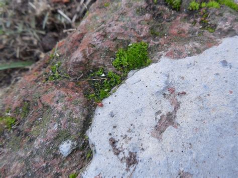 Las Hermosas Pheidole Rosae