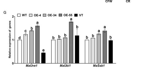 The Tolerances Of Heat Shock And Uv B Irradiation Were Increased In The