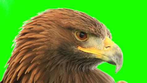 4k Golden Eagle Green Screen On Green Background Video Ultra Hd