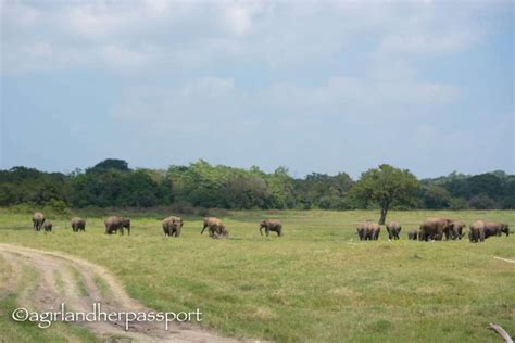 Elephants in the Wild: Minneriya National Park | A Girl and Her PassportA Girl and Her Passport