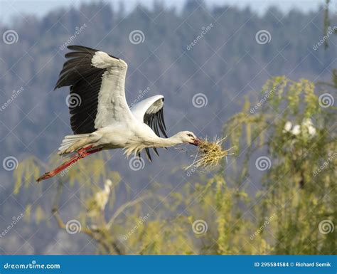 White Stork Ciconia Ciconia Early Spring Near Hunawihr Alsace