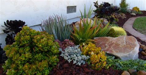 Trailing Succulents Types - Best Succulent Ideas