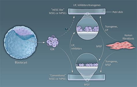 Human Pluripotent Stem Cells Decoding The Naïve State Science