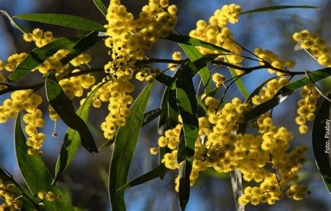 Para Qu Sirve La Acacia Conoce Sus Beneficios Candela