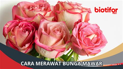 Cara Merawat Bunga Mawar Dengan Benar Biotifor