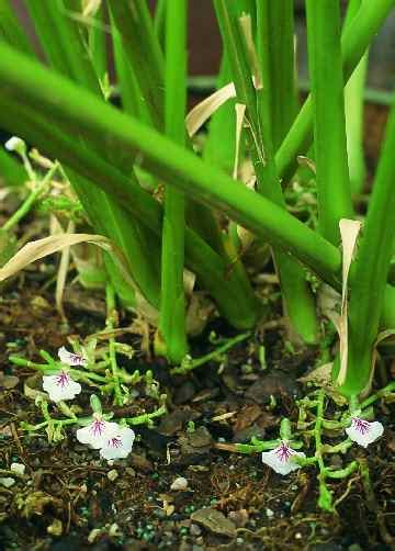 Elettaria cardamomum - Alchetron, The Free Social Encyclopedia