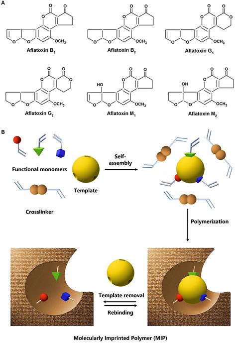 Frontiers Ensuring Food Safety With Molecularly Imprinted Polymers