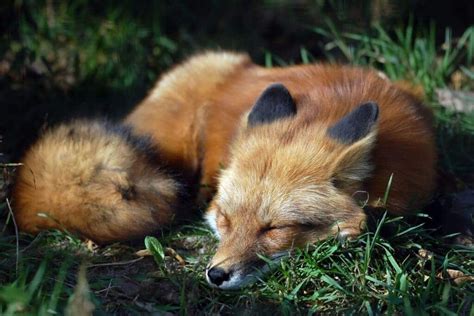 Where Do Foxes Sleep? | Complete Sleeping Habits Guide - Survival Freedom