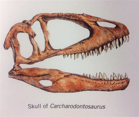 Carcharodontosaurus Skull