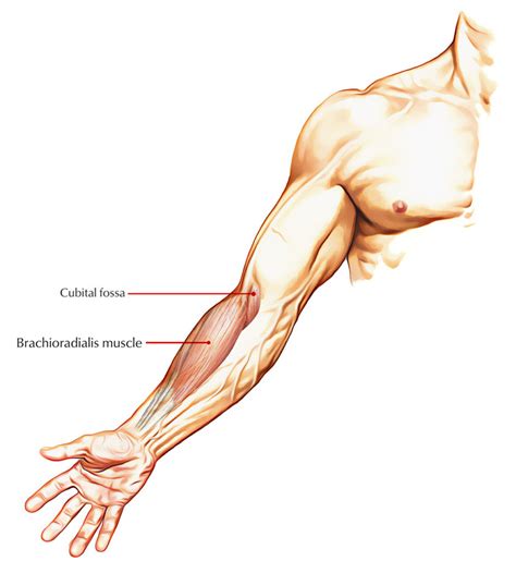 [더필라테스재활교육협회]위팔노근/상완요근 / Brachioradialis : 네이버 블로그