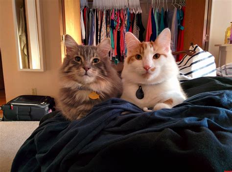 My Two Kittens Have Started To Grow Up. Binks And Spot. | Cute cats HQ