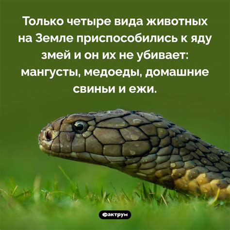 На кого не действует змеиный яд