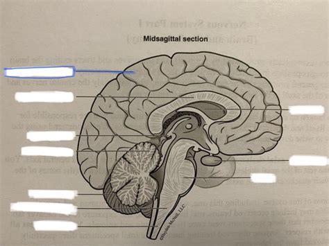 Midsagittal Section Flashcards Quizlet