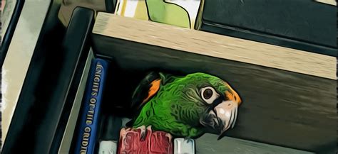 Dear DM What About Porn Use Divorce Minister