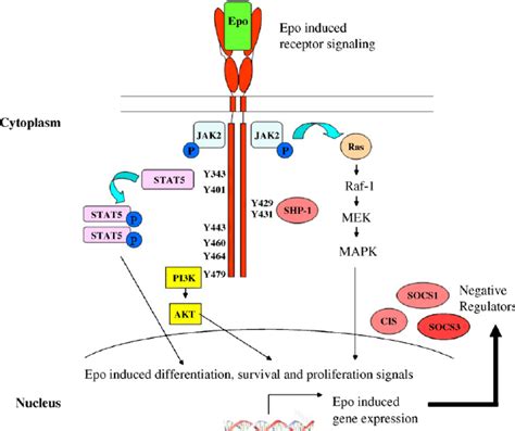 Epo Signaling Pathways The Three Main Epo Signaling Pathways Are