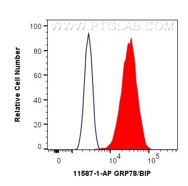 GRP78 BIP Antibody 11587 1 AP Proteintech