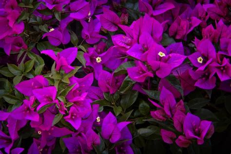 Premium Photo | Bugambilia