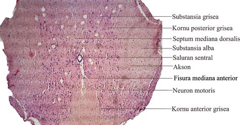 Medula Spinalis