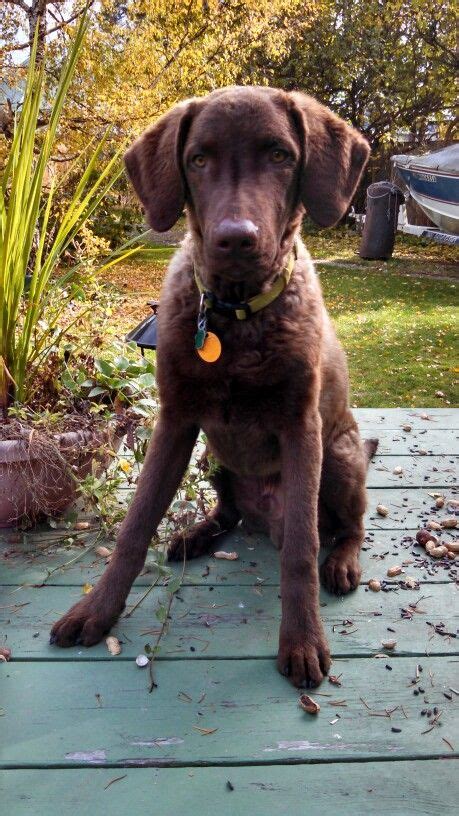 Pin On Chesapeake Bay Retriever