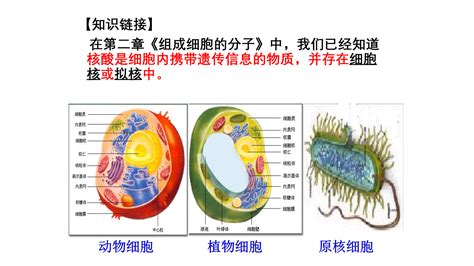 3.3细胞核的结构和功能_正确云资源